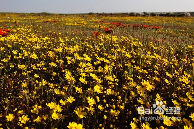 [转载]南非之旅3：纳玛夸兰（Namaqualand）花海