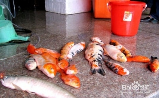 鱼缸有腥味怎么办