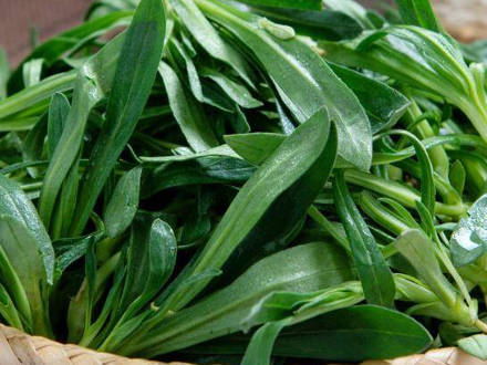 能吃的野菜种类和图片