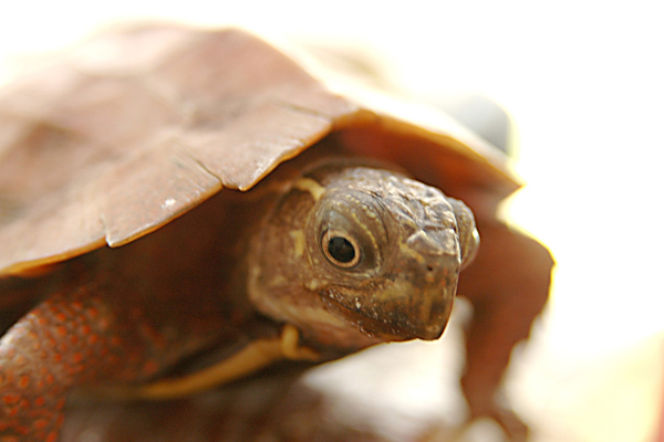 乌龟怎么辨别公母