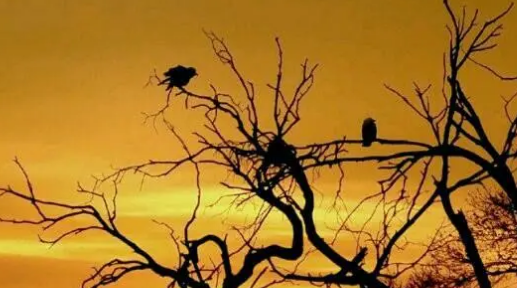 古藤老树昏鸦是谁的名句