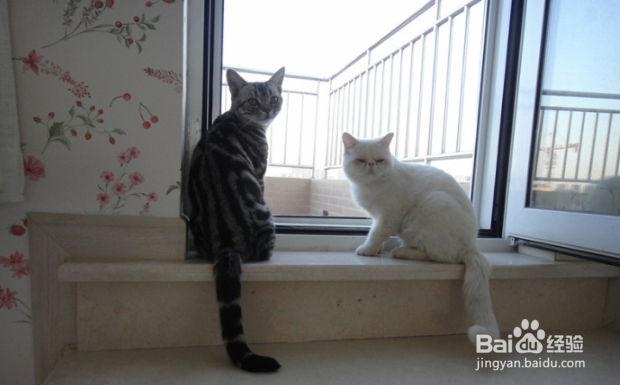 新猫入家门:怎么把它介绍给其他猫?