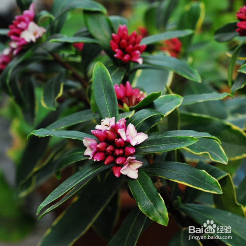 冬天金边瑞香怎么养？