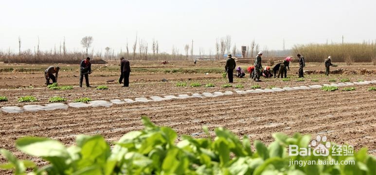 羊舍粪便怎么处理