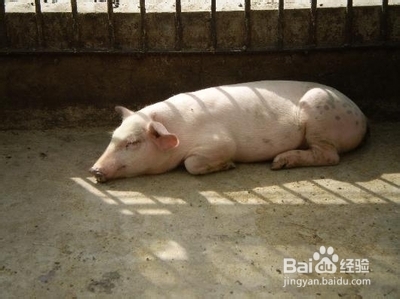 子母猪去势后继发肠粘连的处理方法