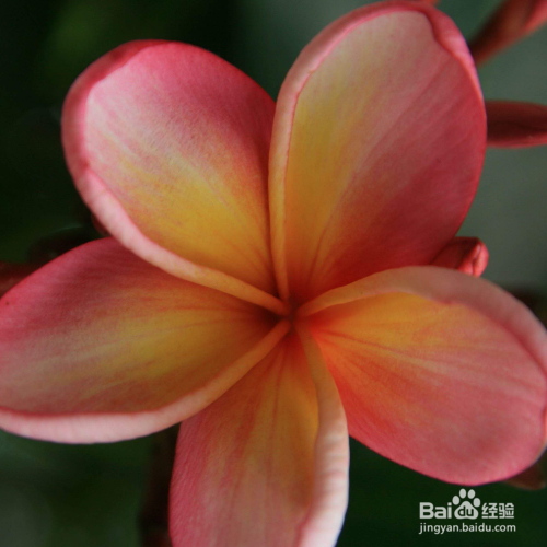 如何把红鸡蛋花养的更好?