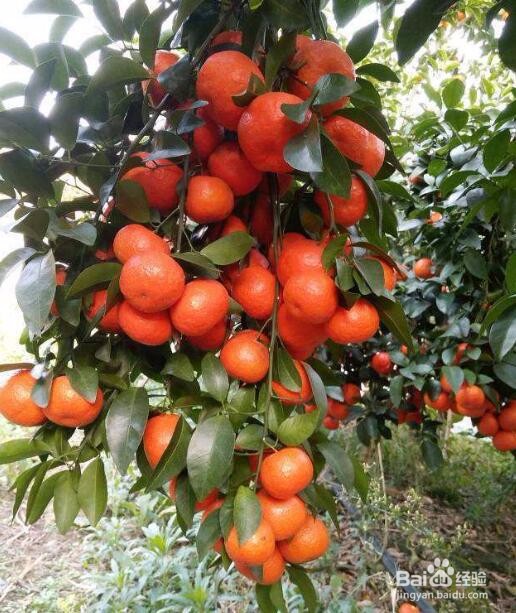 防治砂糖桔枯叶夜蛾的几个方法