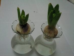 土培水培 风信子种球 盆栽花卉植物