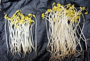 生活常识（食物篇）有毒的肉和菜