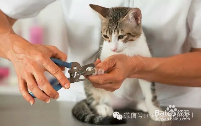 如何给猫洗澡及注意点