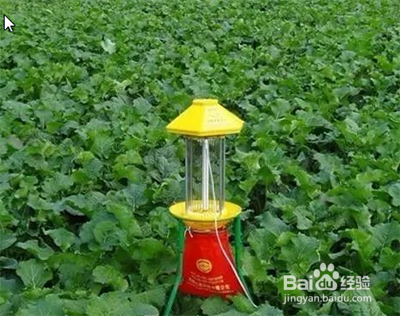 家庭种菜除虫小妙招