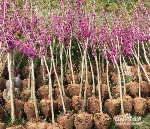 紫荆花树苗的种植方法