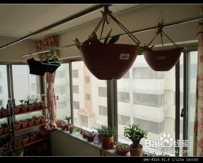 8月1日更新（附“花土”心得）--DIYDIY阳台花园日记