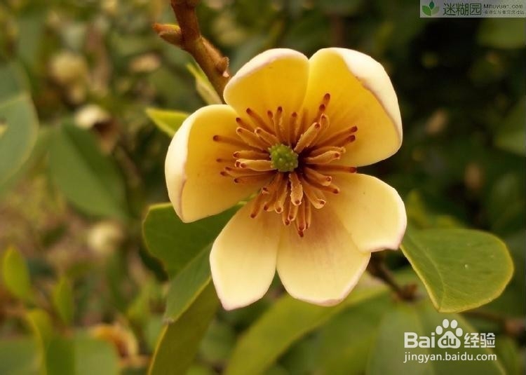 含笑花的养殖方法之七大要点