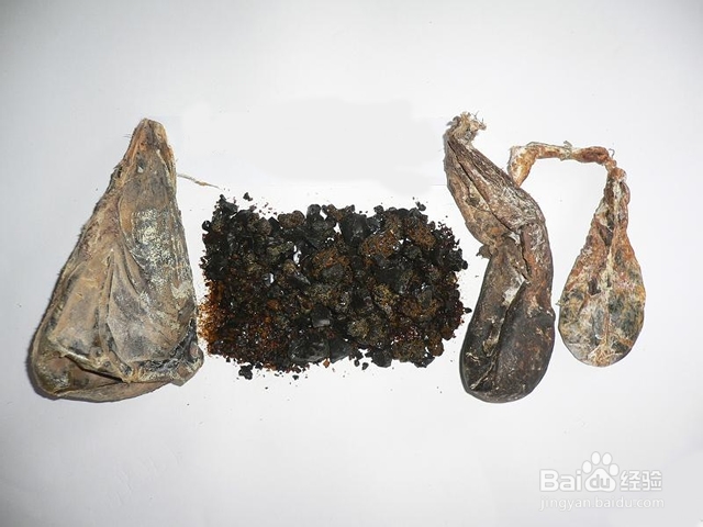 中医炮制：[114]熊胆的炮制方法