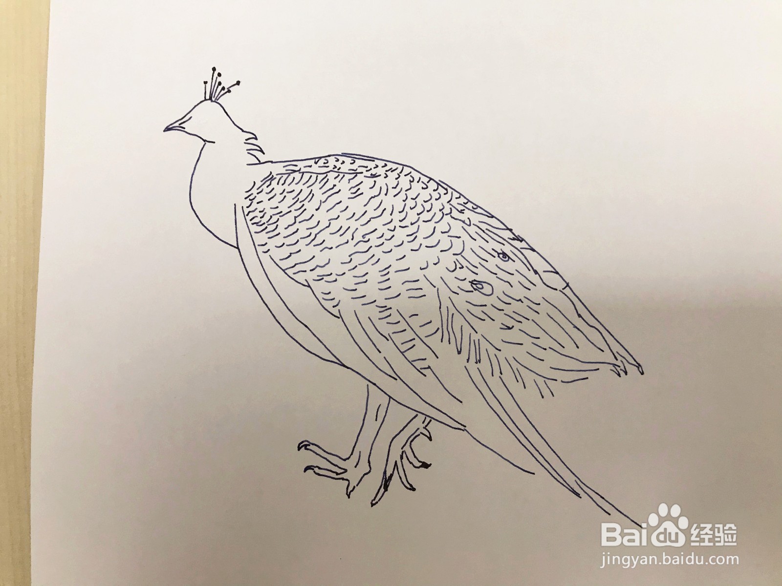 画一只孔雀鸟