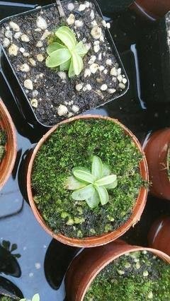 花盆里长满了潮湿虫怎么办