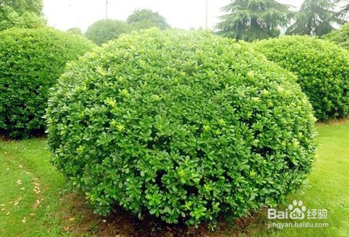 私家庭院如何防治蚊虫