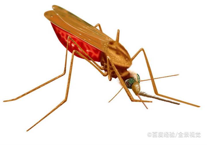 如何灭杀蚊子