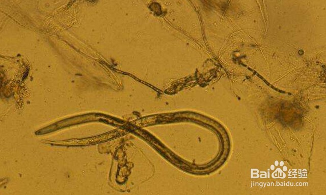 根线虫有什么危害？生姜的根结线虫怎么消灭？