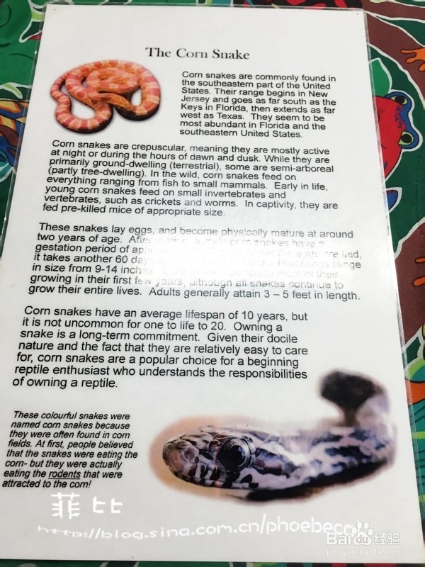 温哥华自然公园珍奇爬行动物展