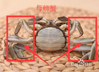 母螃蟹 分母图片