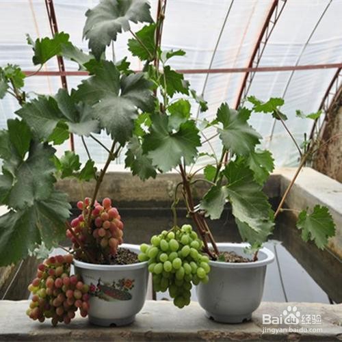 阳台上种葡萄的方法