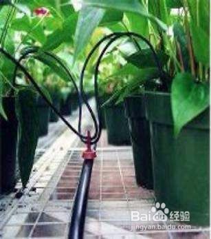 用小瓶布条滴灌盆花如何进行