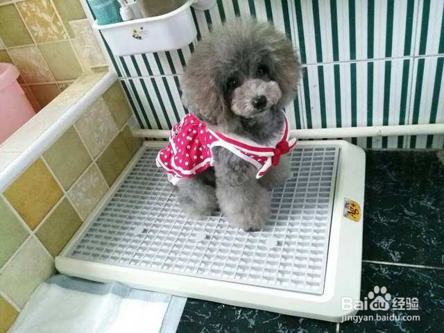 下暴雨狗狗烦躁不安怎么办
