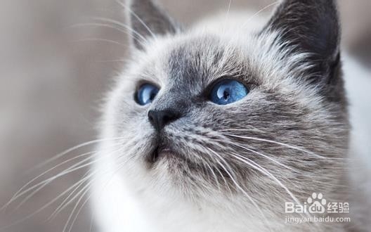 对待咬人的猫咪纠正训练