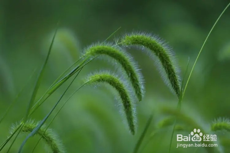 猜一猜人们平时吃的小米最早培育自以下哪种植物