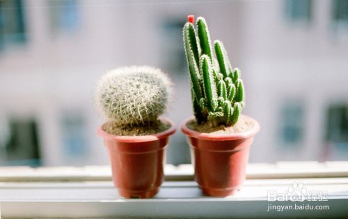 在家里种植那些植物比较好