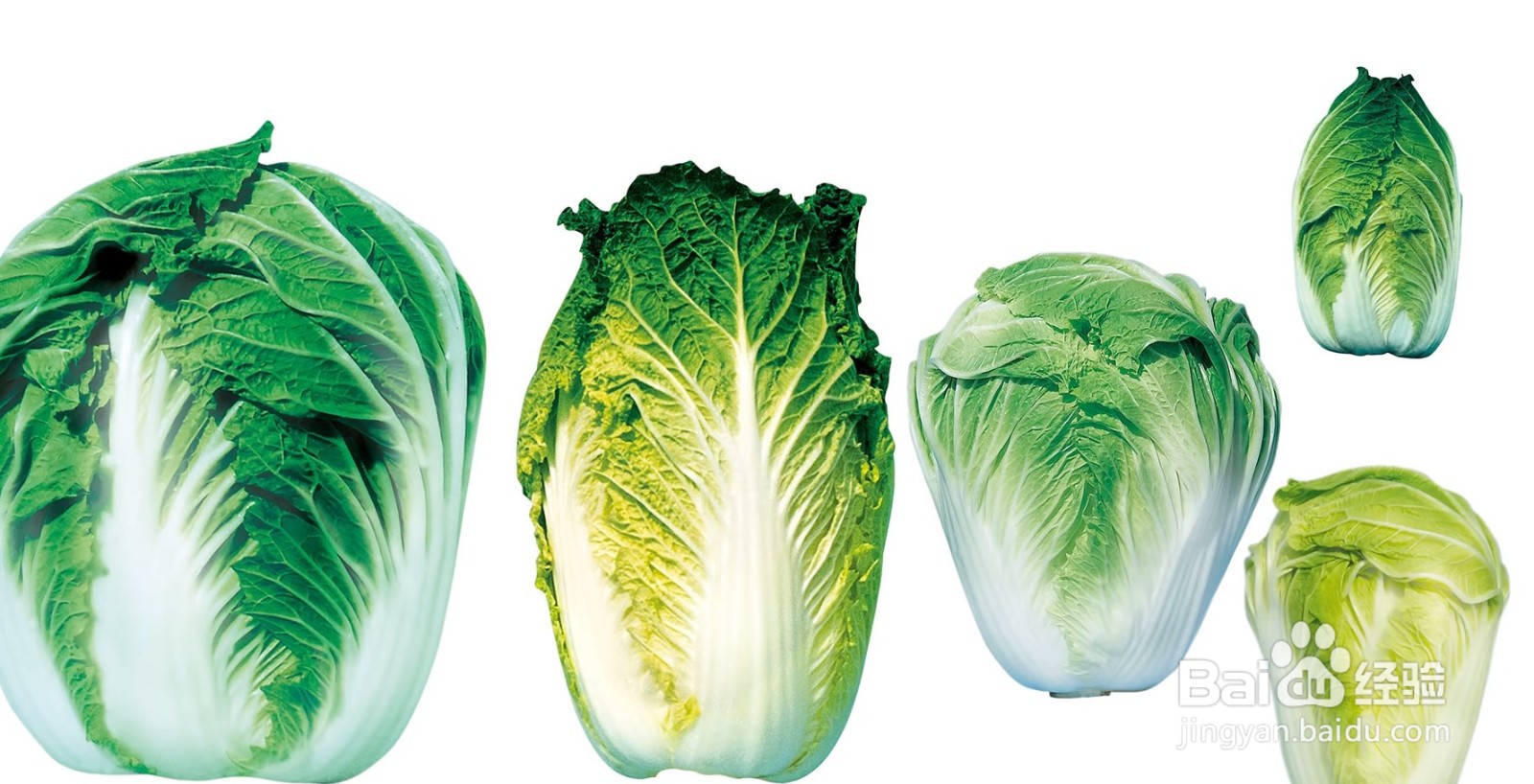 大白菜上有“黑点”还能吃吗?