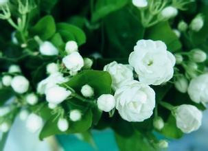 不用香水，身体自然香味飘散，诀窍你知道吗？