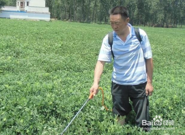 种植花生怎么管理