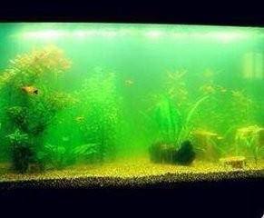 鱼缸长青苔怎么办?