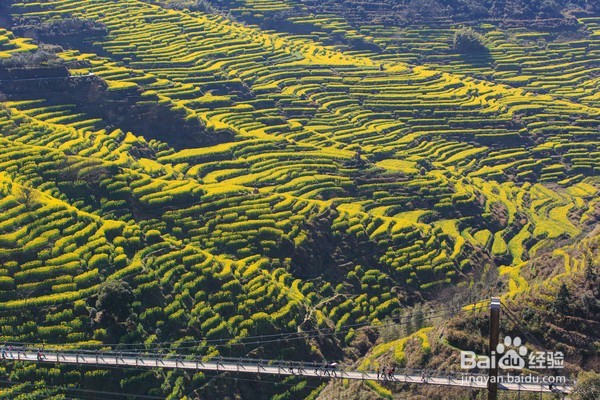 哪里油菜花不好看,为何要去婺源,给你一个答案
