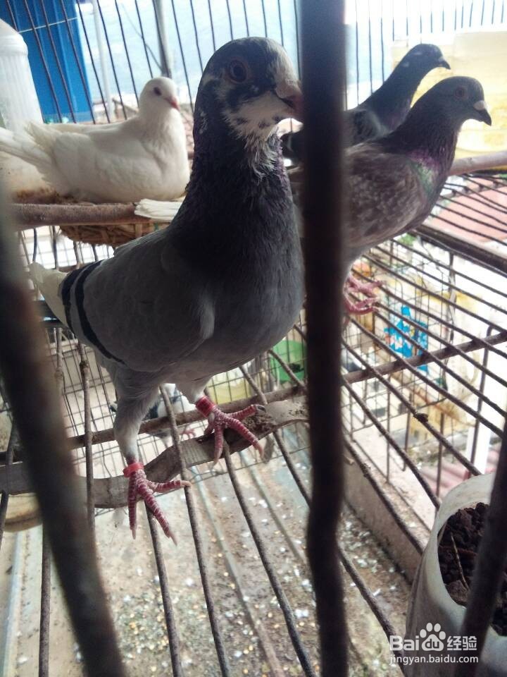 如何让种鸽安心孵蛋
