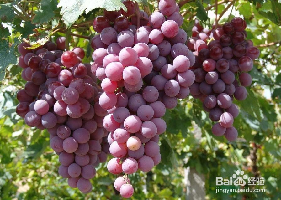 无籽葡萄能吃吗