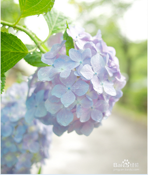 绣球花如何养殖