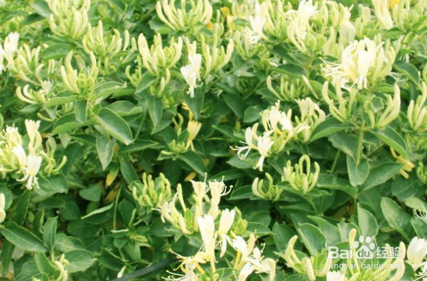 刚摘的金银花怎么处理