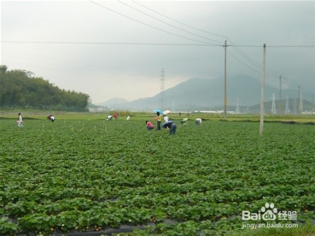 去广州增城怎样玩 哪里好玩（广州增城哪里好玩的地方）[图]