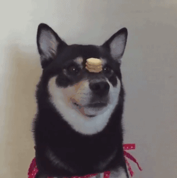 如何训练狗狗不讨要食物