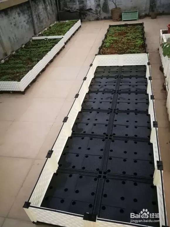 “长寿菜”别出门挖了，阳台种一点，够吃大半年