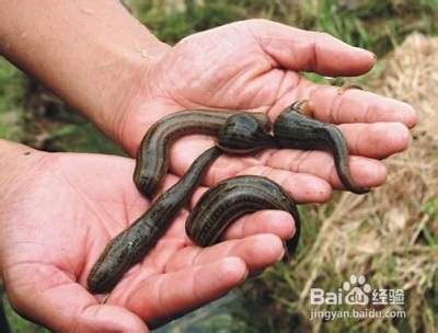 野生田螺的手工捕捉技术（含清洗方法）