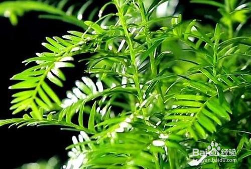 红豆杉怎样扦插繁殖