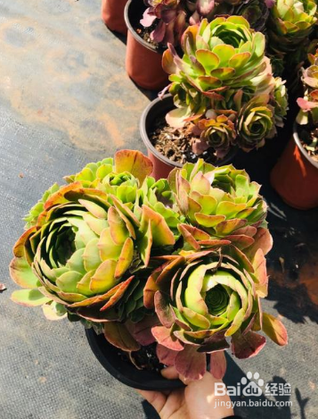 多肉万圣节怎么养