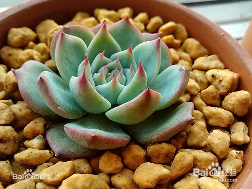 多肉植物常见种类介绍及养殖注意事项