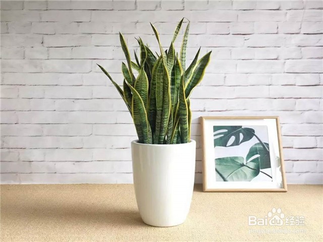 家里放什么花可以吸走甲醛?