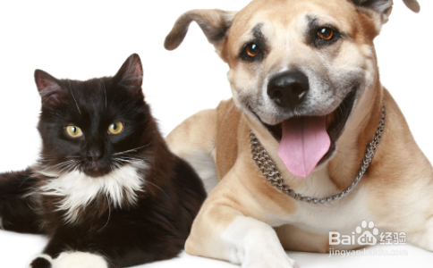 对于上班族来说是养猫好还是养狗好